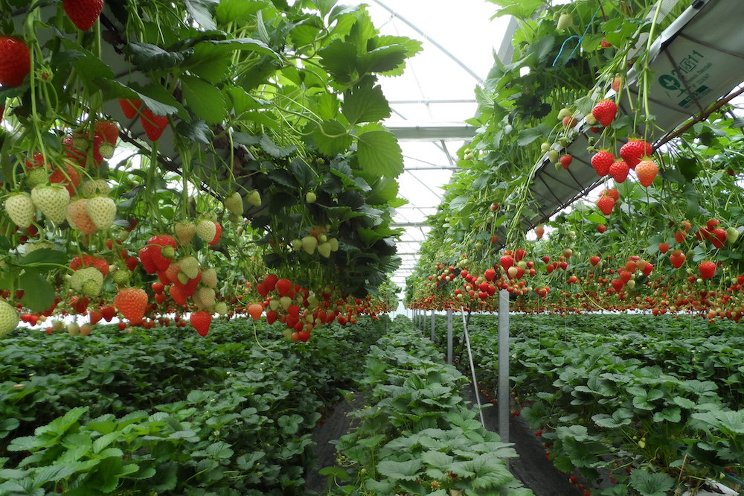 Innovative strawberry growing system pays off