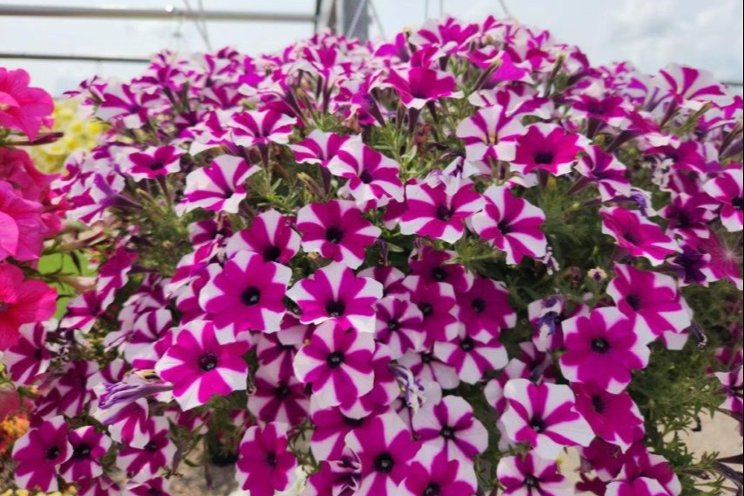 Heat brings challenges to Plantpeddler Trials
Heat brings challenges to Plantpeddler Trials