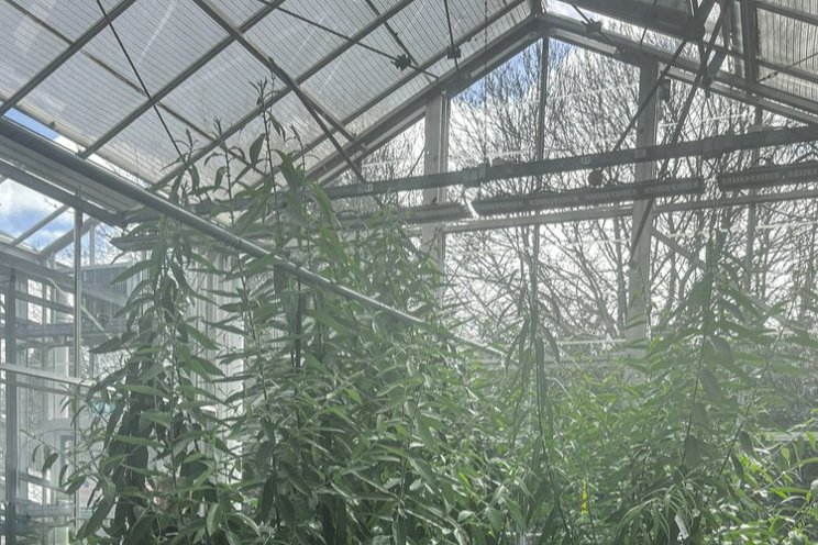 How aeroponics could help to grow more trees How aeroponics could help to grow more trees