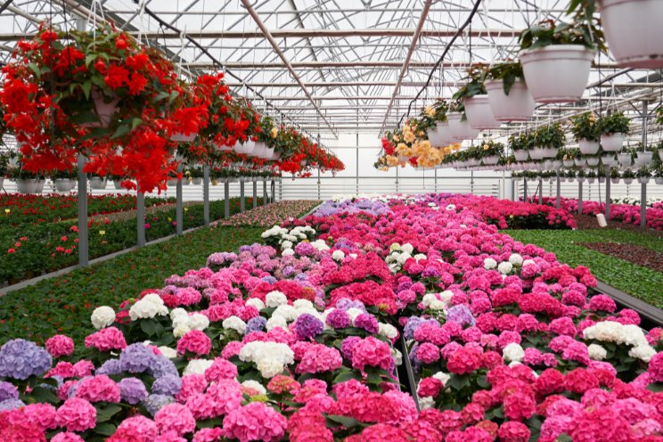 OMAFA's greenhouse floriculture specialists offer 'refresher' on mums OMAFA's greenhouse floriculture specialists offer 'refresher' on mums