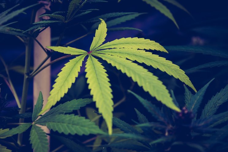 HPN Facebook updates policy on non-ingestible CBD HPN Facebook updates policy on non-ingestible CBD