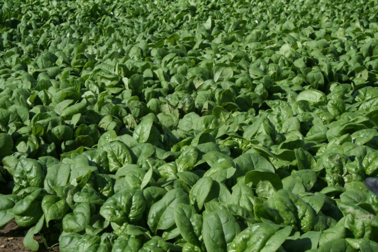 Tozer and KWS Vegetables strengthen long-standing UK distribution agreement Tozer and KWS Vegetables strengthen long-standing UK distribution agreement
