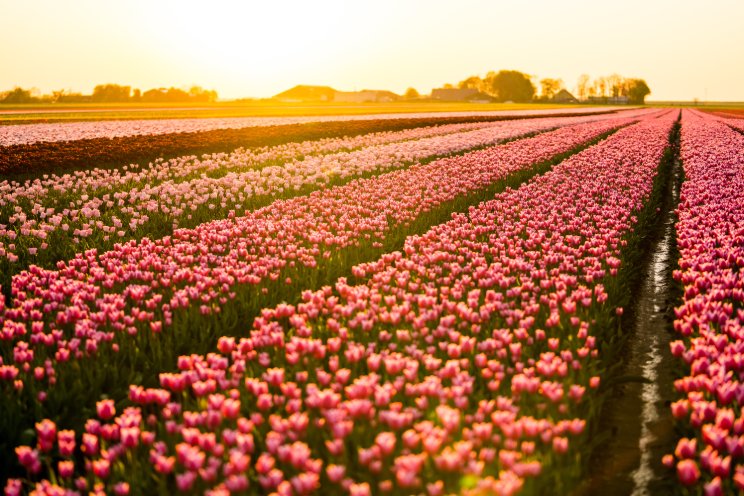 USDA announces $2B in aid to strengthen floriculture sector USDA announces $2B in aid to strengthen floriculture sector