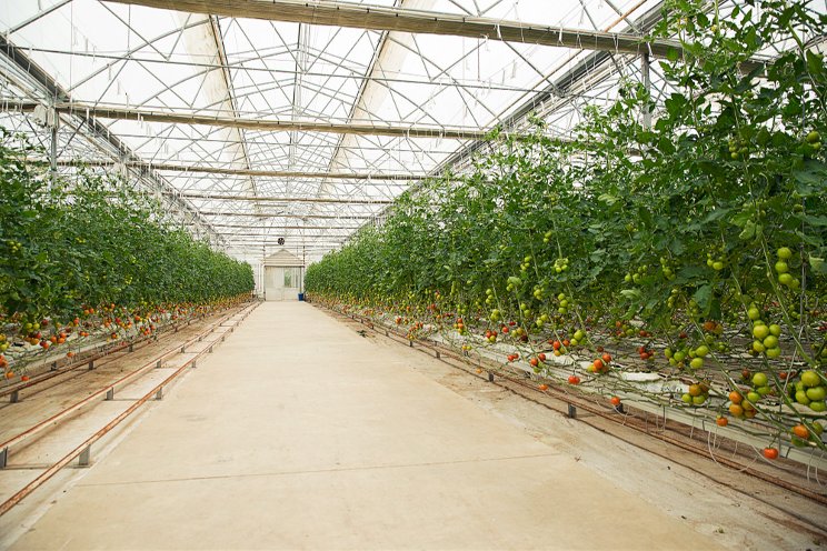 Controlling greenhouse temperature for successful production Controlling greenhouse temperature for successful production
