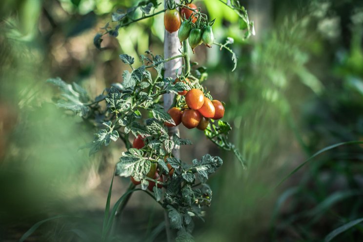 Astronauts will grow juicy dwarf tomatoes in space