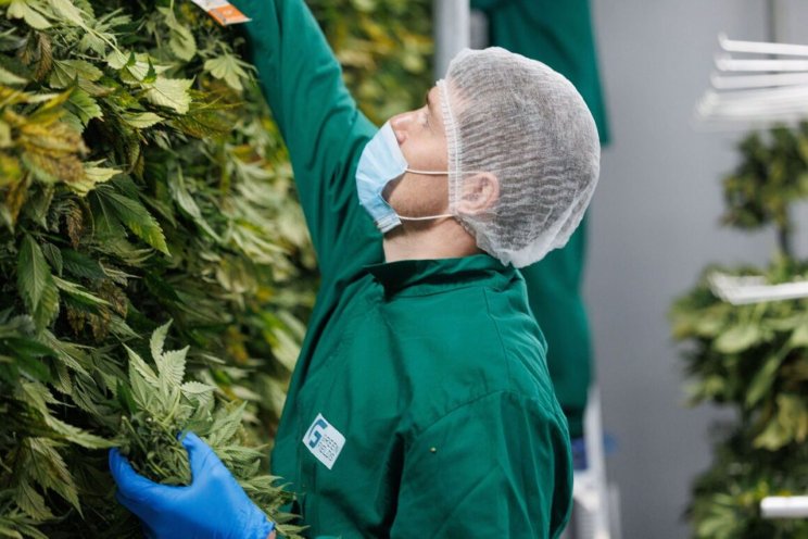 Fluence fixtures at Israel’s largest cannabis facility Fluence fixtures at Israel’s largest cannabis facility