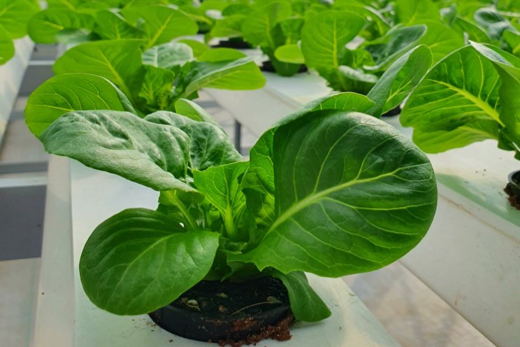 How a Chinese farm achieved Dual US-China Organic Certification How a Chinese farm achieved Dual US-China Organic Certification