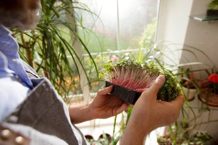 Innovative planter provides smart solution to indoor gardening Innovative planter provides smart solution to indoor gardening
