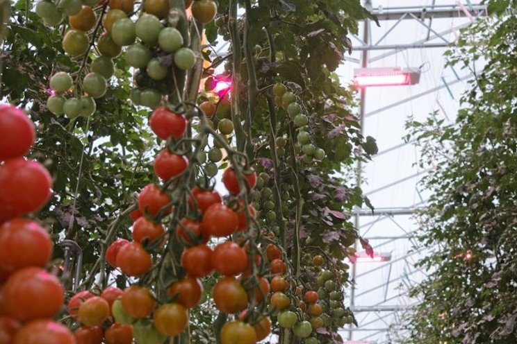 Think far-red light works in greenhouse tomatoes?