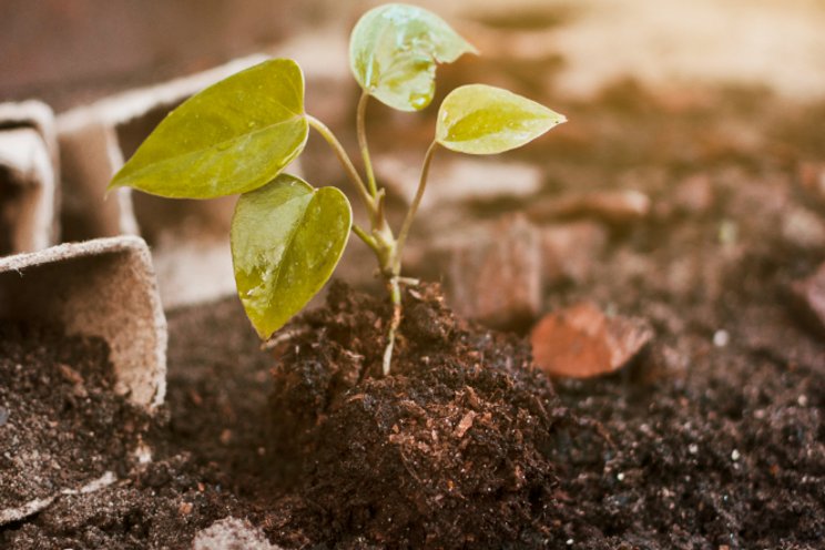 The basics of biochar The basics of biochar