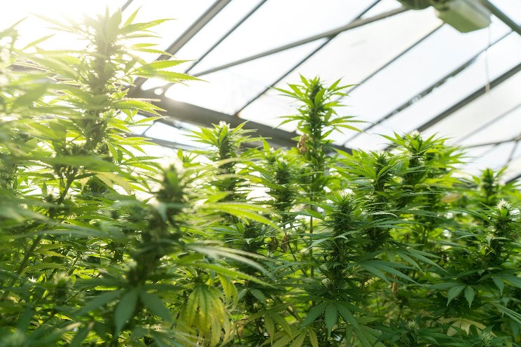 Cultivation of medicinal cannabis vs hemp