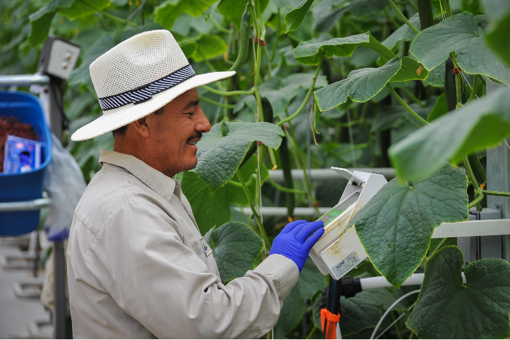 Optimize greenhouse workforce productivity with Ridder Optimize greenhouse workforce productivity with Ridder