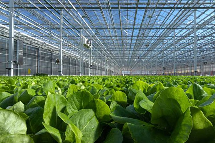 Minimize food safety risks in your greenhouse