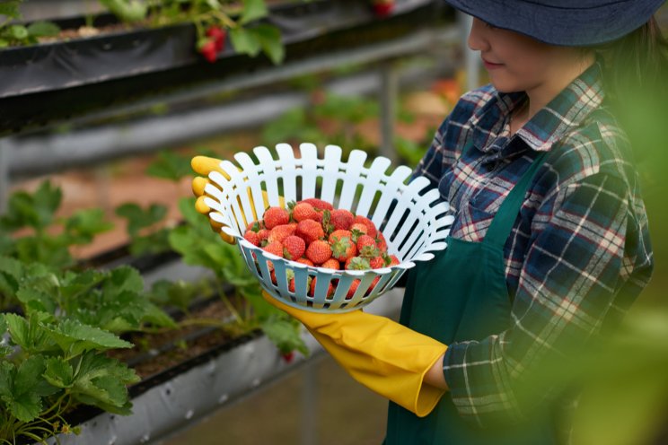 Robots can harvest ripe strawberries