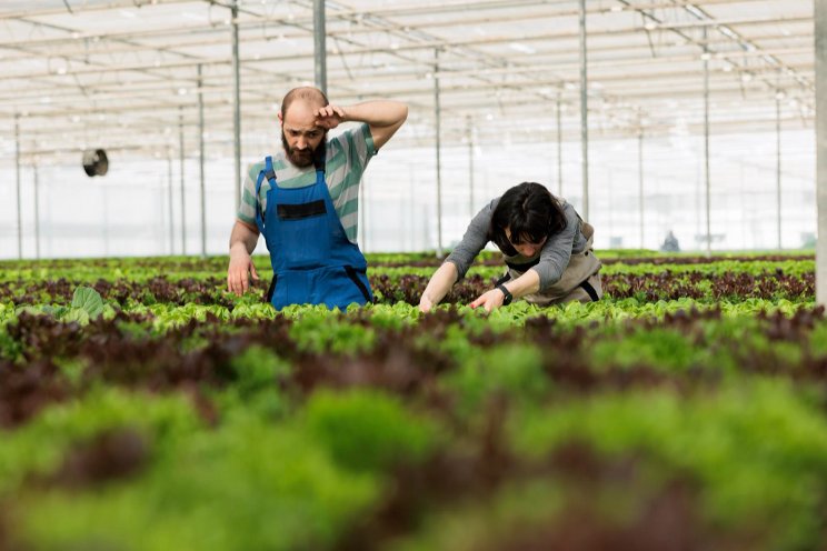 Greenhouse gold rush: the future of year-round farming blooms Greenhouse gold rush: the future of year-round farming blooms
