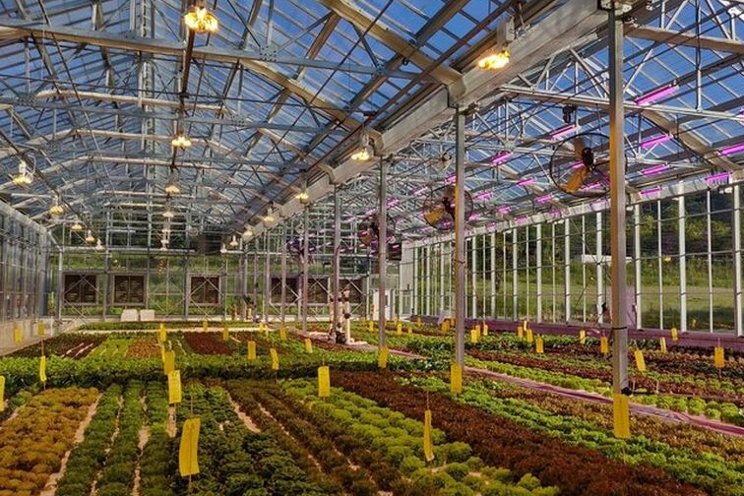 Why small-scale growers have a great opportunity Why small-scale growers have a great opportunity