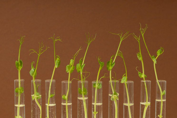 Is PGR cannabis worth the weight? Is PGR cannabis worth the weight?