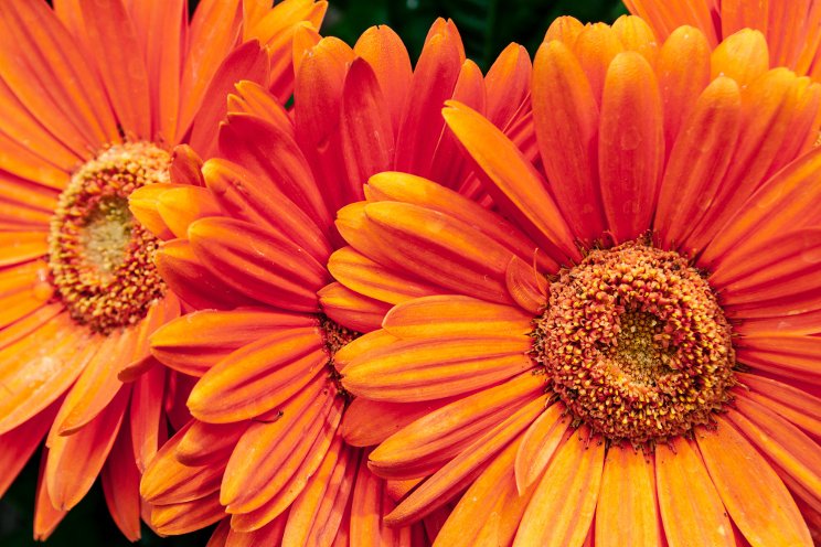 CAST 2023 preview: orange varieties on display CAST 2023 preview: orange varieties on display
