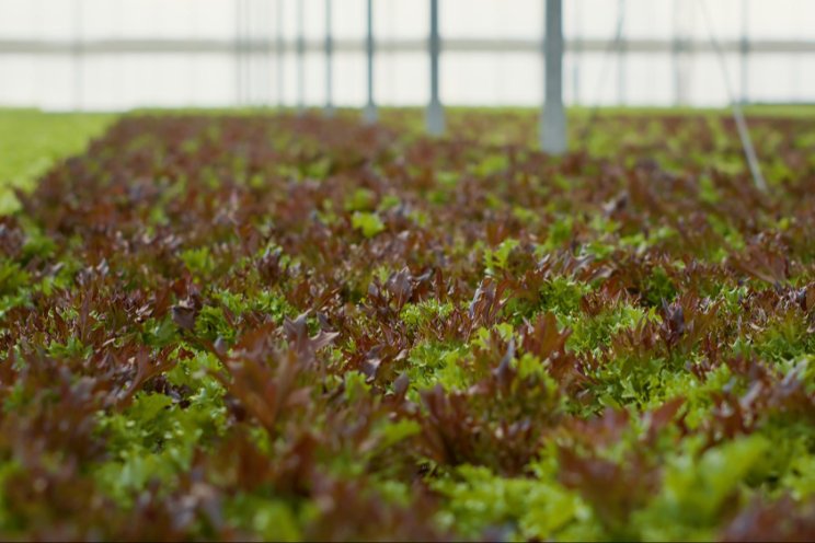Top U.S. crop protection distributors: Who's leading the market? Top U.S. crop protection distributors: Who's leading the market?