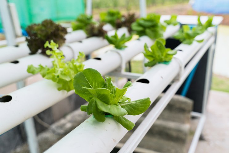Aeroponics through the ages: Transformation of modern farming Aeroponics through the ages: Transformation of modern farming