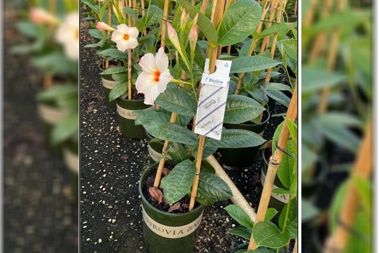 Monrovia brings more to Mandevilla Monrovia brings more to Mandevilla