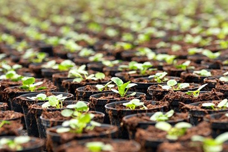 LED grow lights: The best start for seedlings