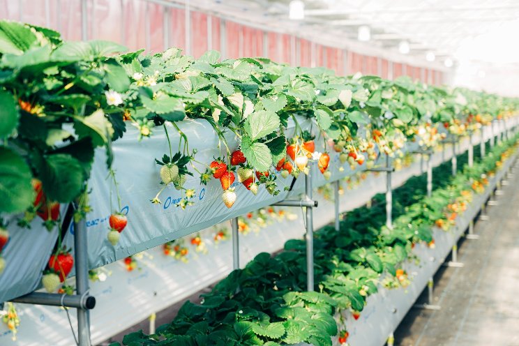 Robots can now harvest ripe strawberries