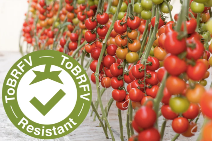 Tomato breeder aims to highlight disease-resistant varieties Tomato breeder aims to highlight disease-resistant varieties
