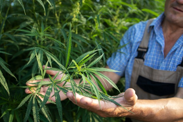 6 THC testers for professional cultivators 6 THC testers for professional cultivators