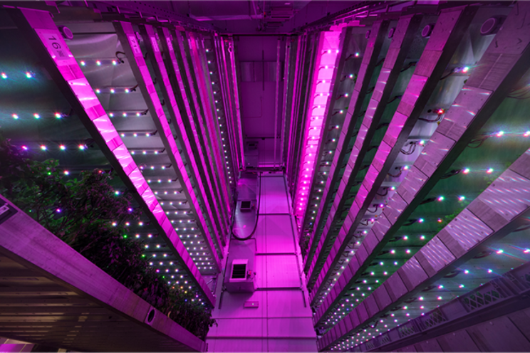 What crops can be grown in a vertical farm?
