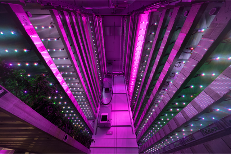 What crops can be grown in a vertical farm? What crops can be grown in a vertical farm?