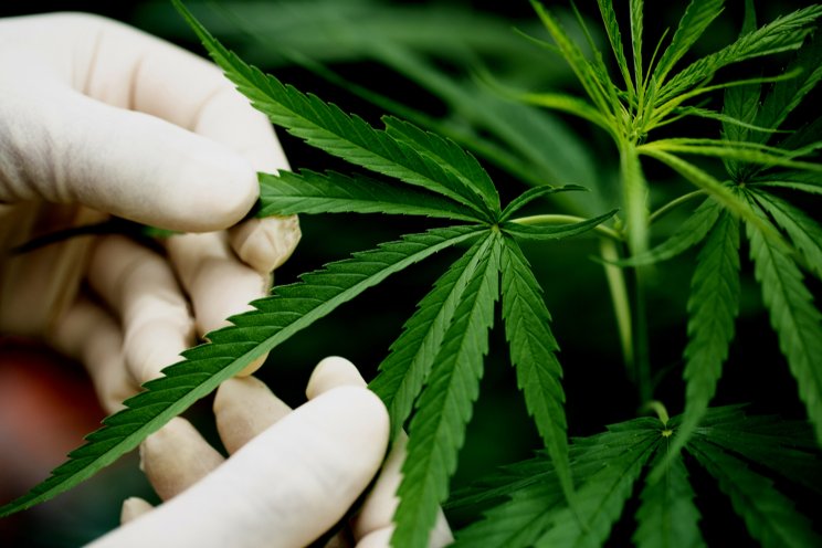 Moroccan farmers begin growing cannabis for medical use Moroccan farmers begin growing cannabis for medical use