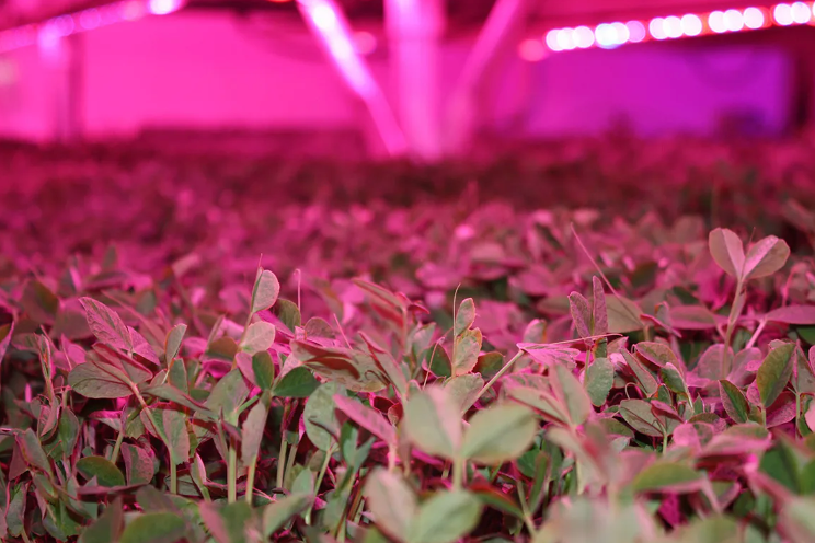 Can vertical farms be profitable using LED grow lights?