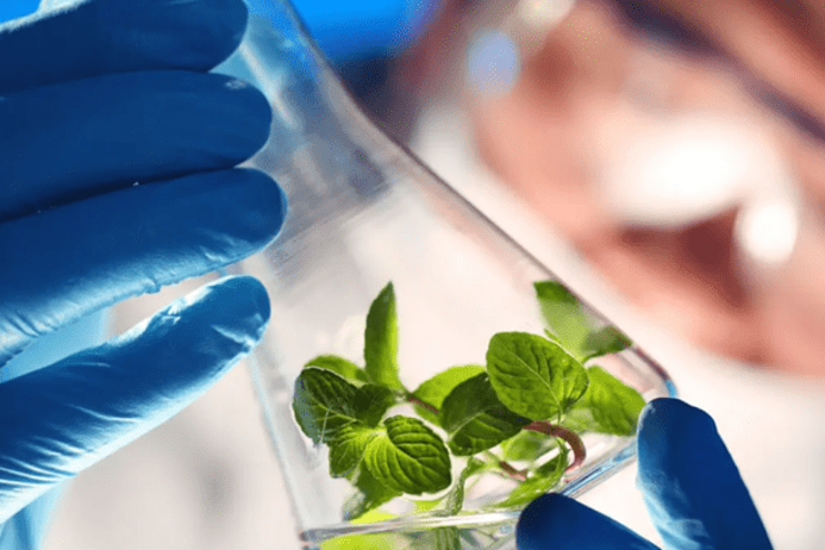 Scaling up gene-edited food Scaling up gene-edited food