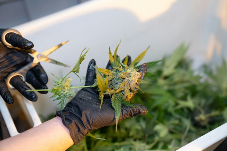 8 things to know about becoming a successful cannabis grower 8 things to know about becoming a successful cannabis grower