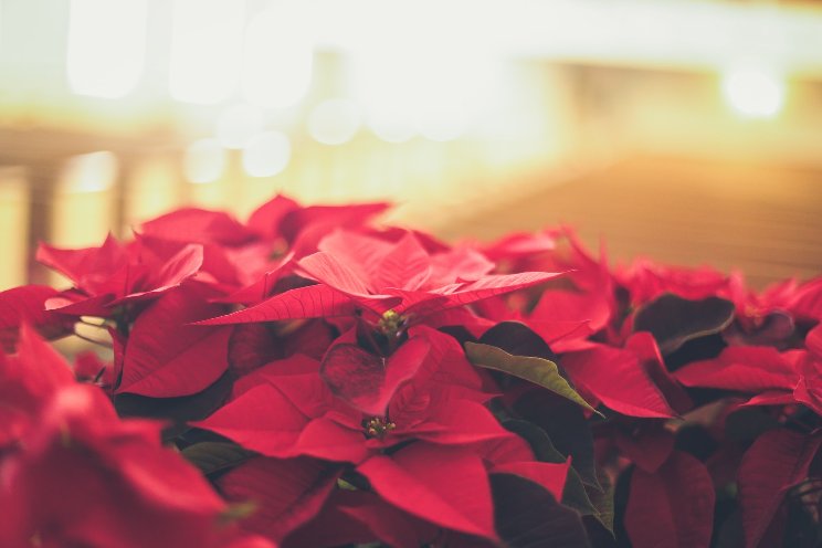 A collaborative approach to keep poinsettias free of pests A collaborative approach to keep poinsettias free of pests
