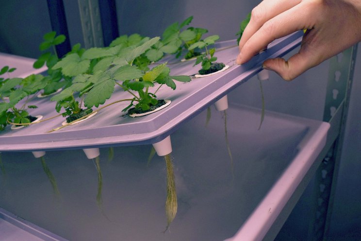 Propagation of strawberries with aeroponics