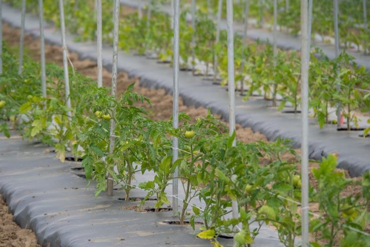 The water in your “food miles” vs. CO2 emissions The water in your “food miles” vs. CO2 emissions