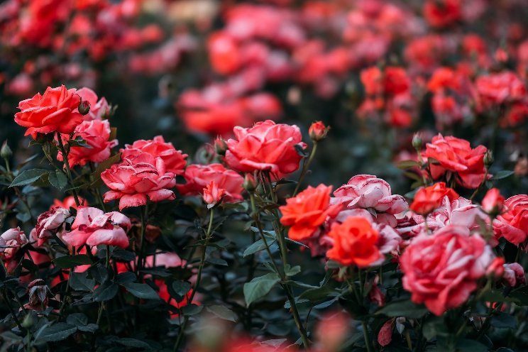 Don’t let rose rosette disease become a death sentence Don’t let rose rosette disease become a death sentence