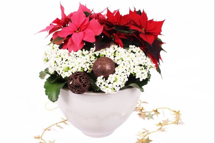 Holidays crops offer a twist Holidays crops offer a twist