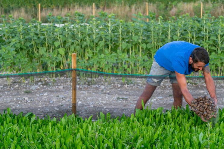 Snail farms: a sustainable protein alternative