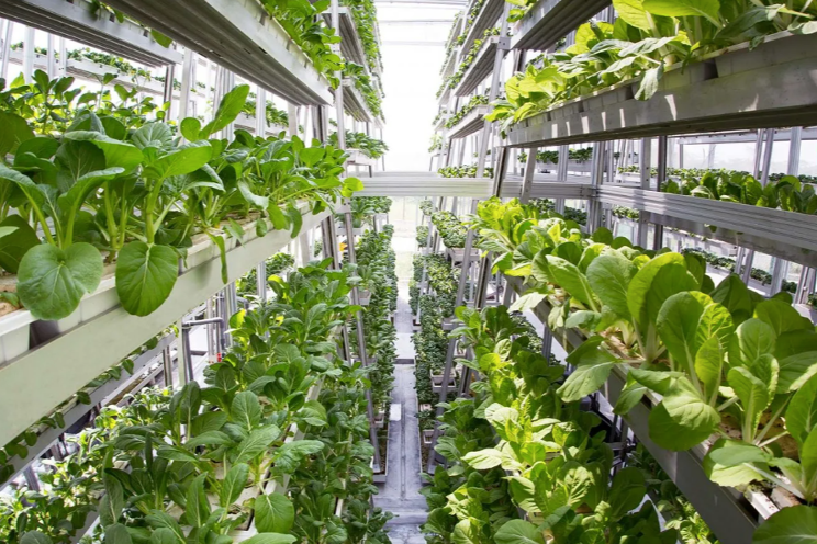 Use of AI in greenhouse and VF Use of AI in greenhouse and VF