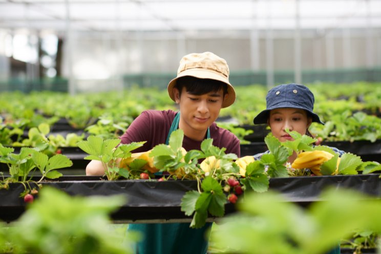 How a Vietnamese chemist revolutionized organic farming How a Vietnamese chemist revolutionized organic farming