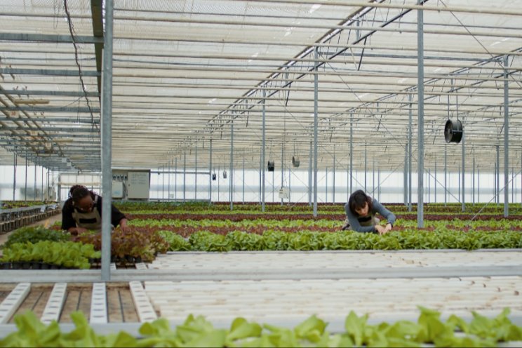 Futuristic farming students produce bumper crop Futuristic farming students produce bumper crop
