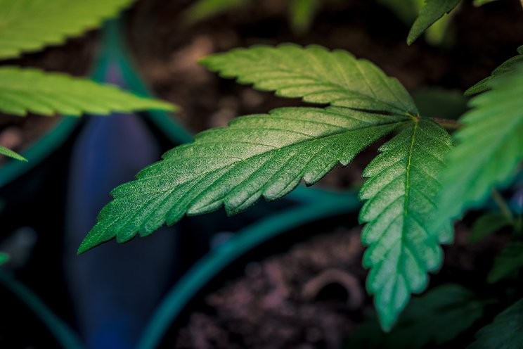 The big benefits of cannabis triploids The big benefits of cannabis triploids