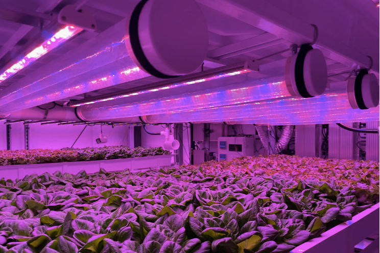 Can leafy greens be profitably grown in indoor farms?