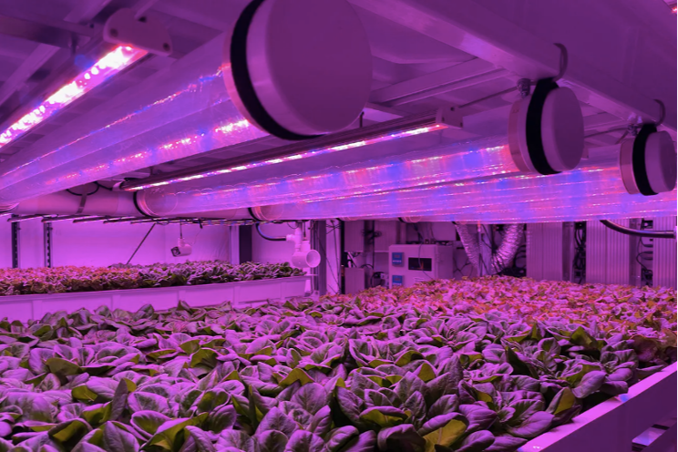 Can leafy greens be profitably grown in indoor farms? Can leafy greens be profitably grown in indoor farms?