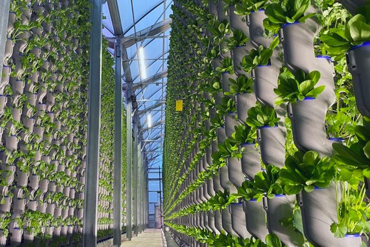 Is hydroponic food nutritious?