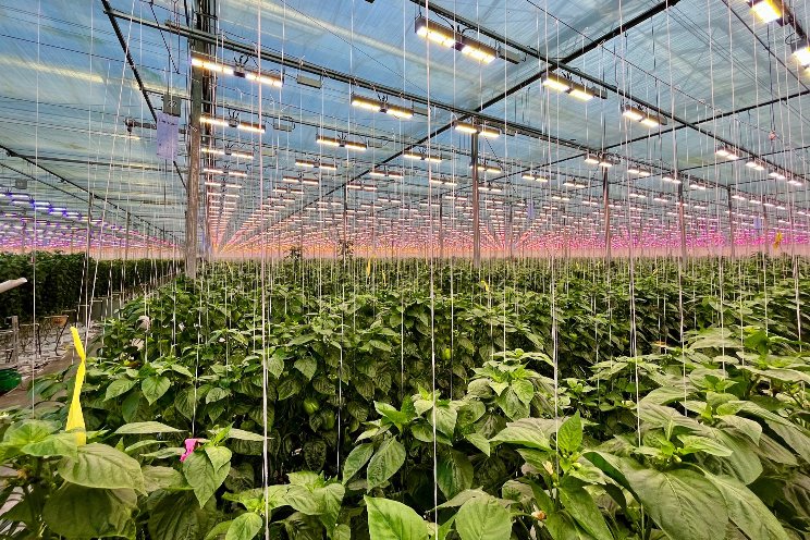 SOLLUM Technologies to advance horticultural lighting science