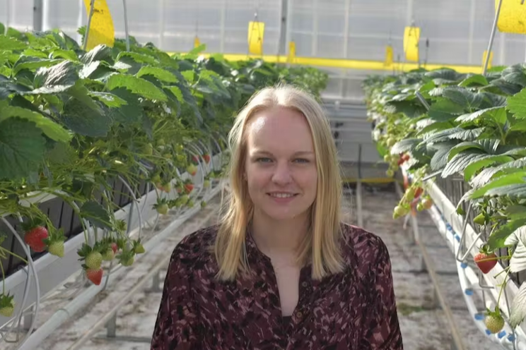 All strawberry growers could use stone wool with guidance